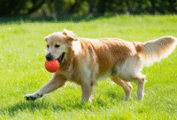 How to Create an Image of a Golden Retriever playing with a ball using AI (MidJourney) with Example Prompt