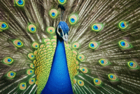 How to Create an Image of a peacock displaying feathers using AI (Stable Diffusion) with Example Prompt