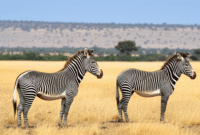 How to Create an Image of a zebra in the African savanna using AI (Stable Diffusion) with Example Prompt