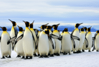 How to Create an Image of penguins walking in a group using AI (MidJourney) with Example Prompt
